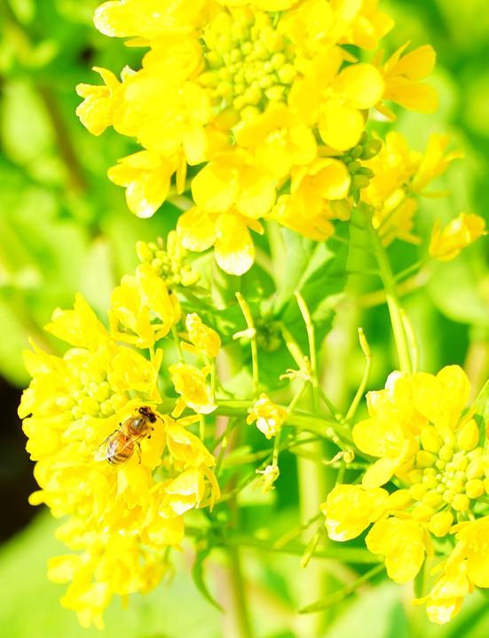 2015 春　～菜の花と蜜を集めに勤しむハチたち～