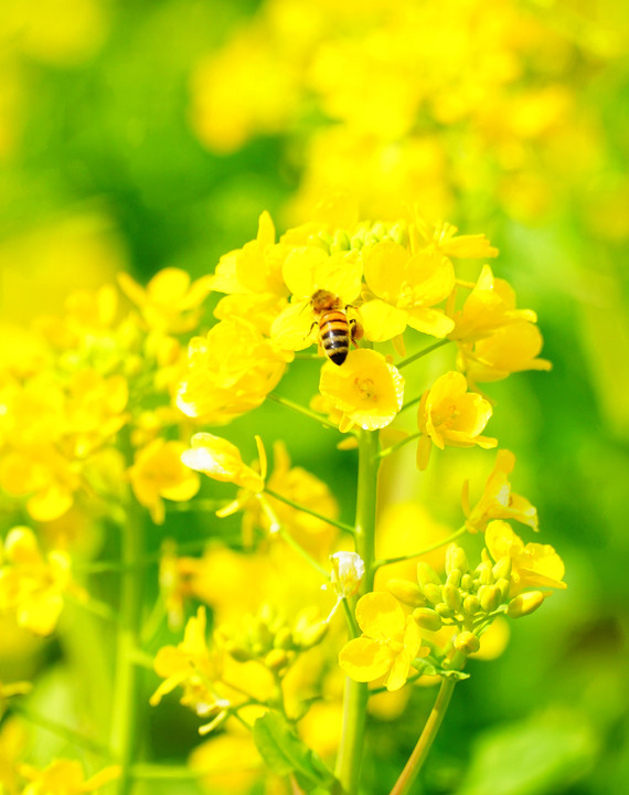 2015 春　～菜の花と蜜を集めに勤しむハチたち～