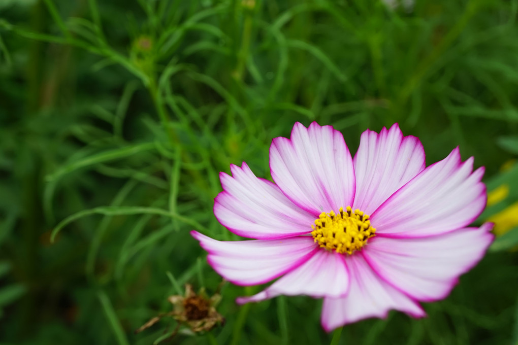 都会の花畑