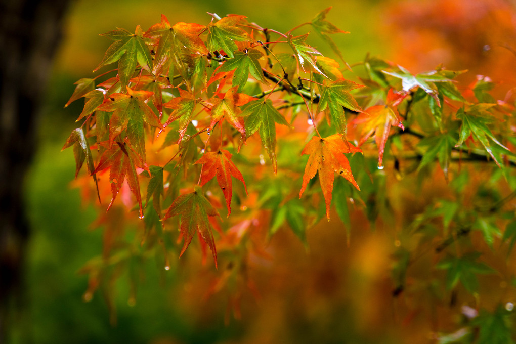 雨滴る東福寺の秋