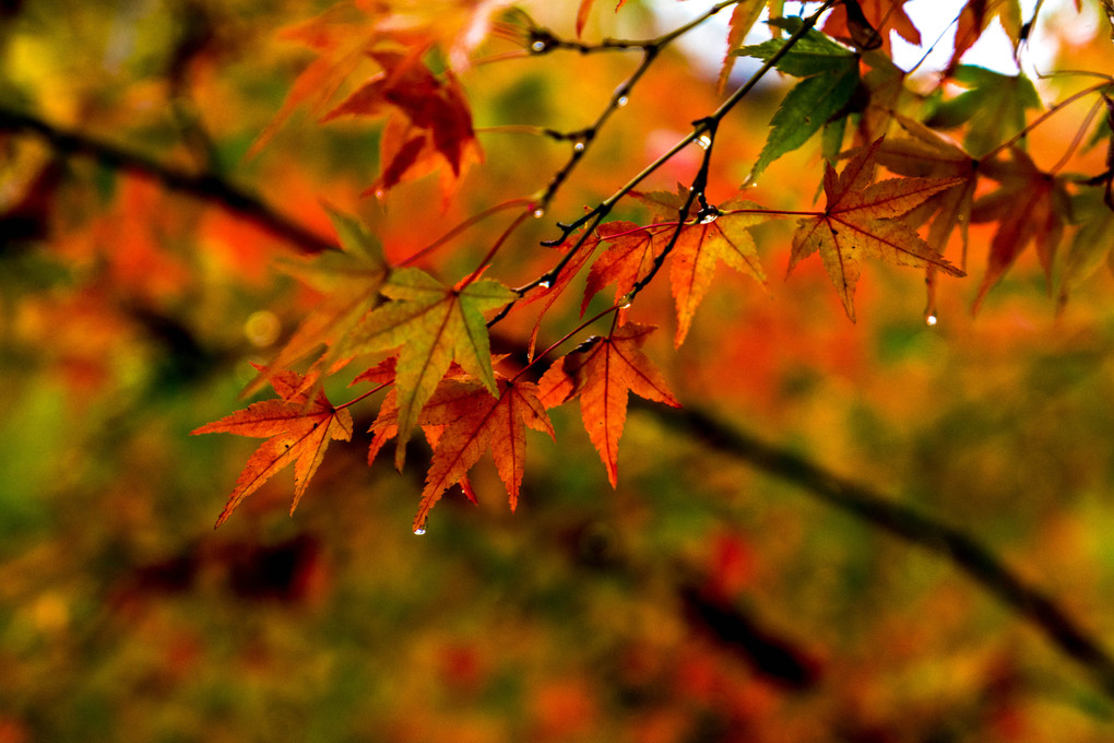 雨滴る東福寺の秋