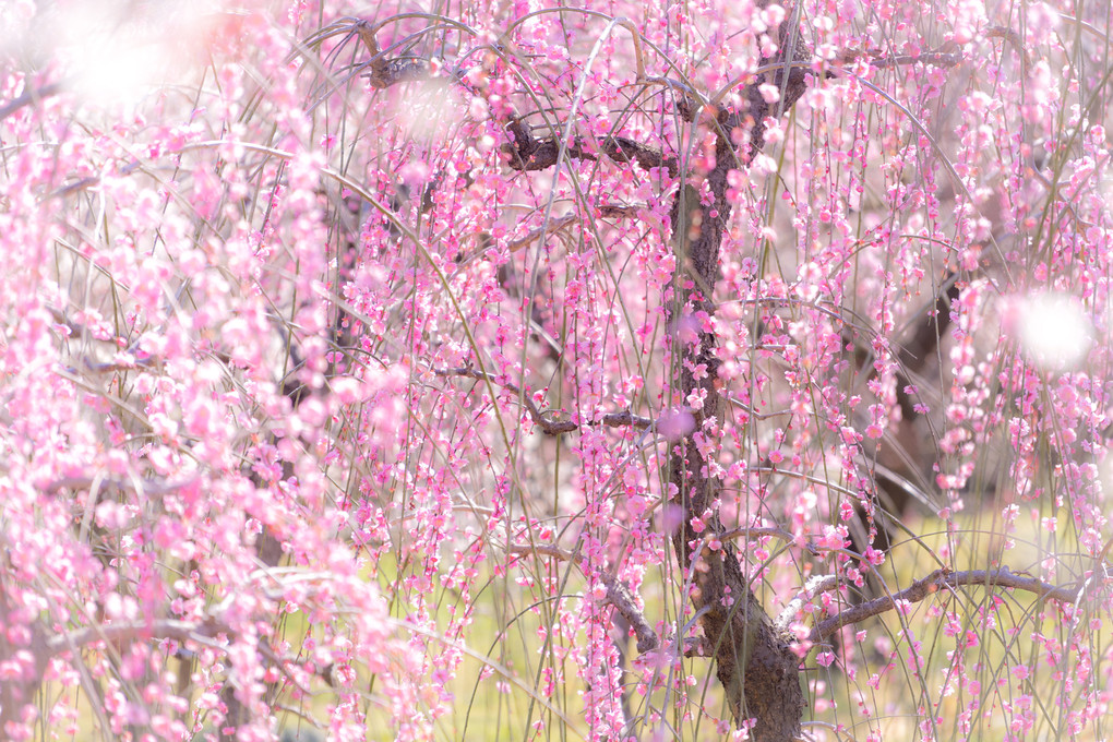 Plum blossom