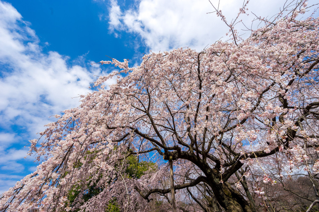 桜開花