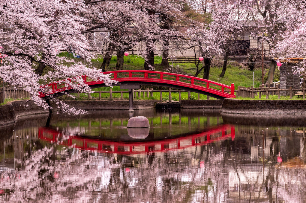 桜と赤橋