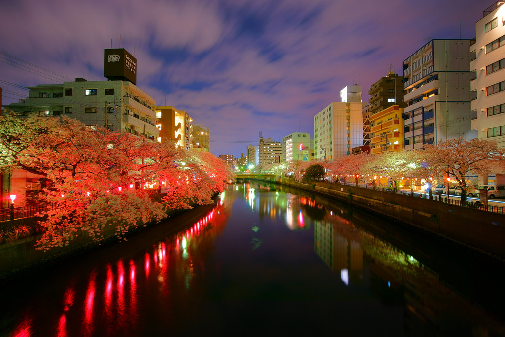 大岡川と桜