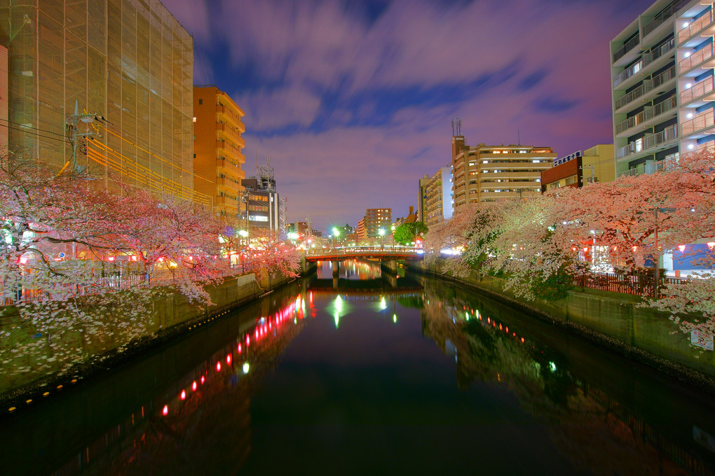 大岡川と桜