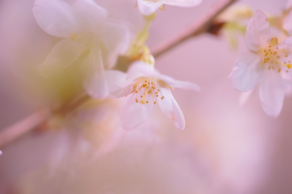 春よ♪来い♪