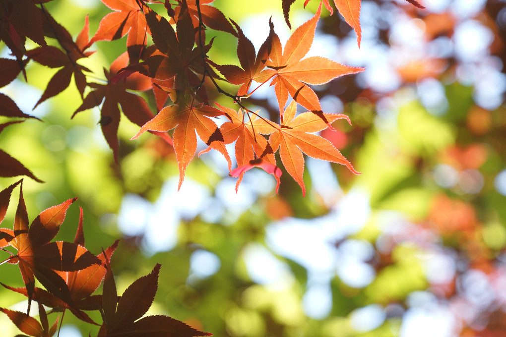 α cafe体験会  ツアイス・Gレンズで撮る～豊平公園の紅葉を印象的に撮る～