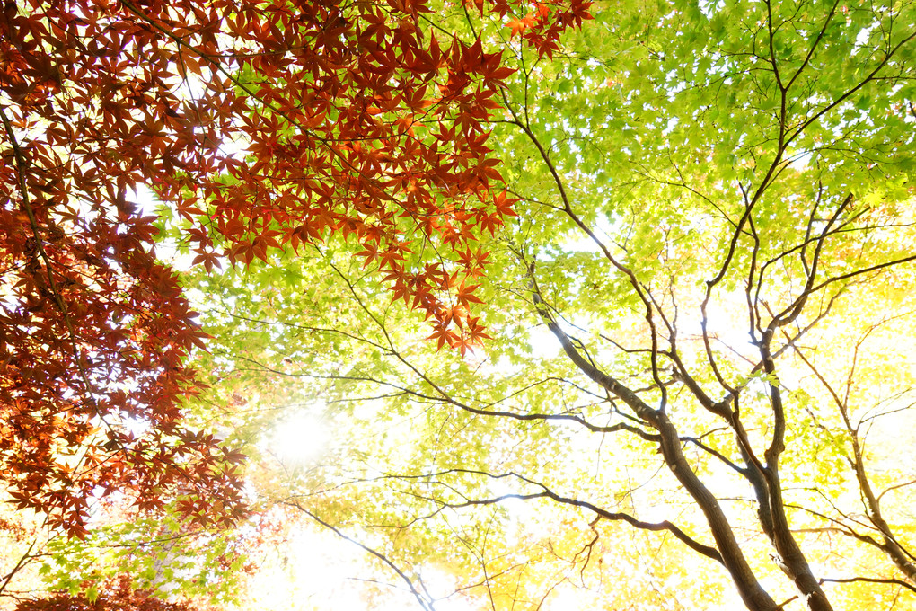 α cafe体験会  ツアイス・Gレンズで撮る～豊平公園の紅葉を印象的に撮る～
