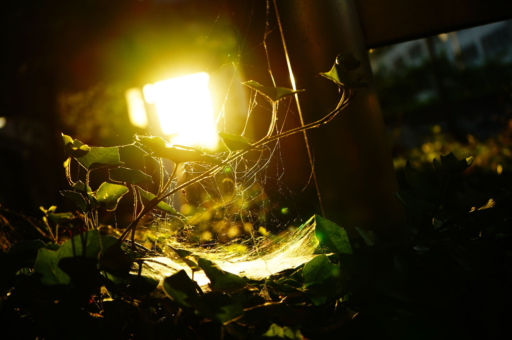 夕日と蜘蛛の巣