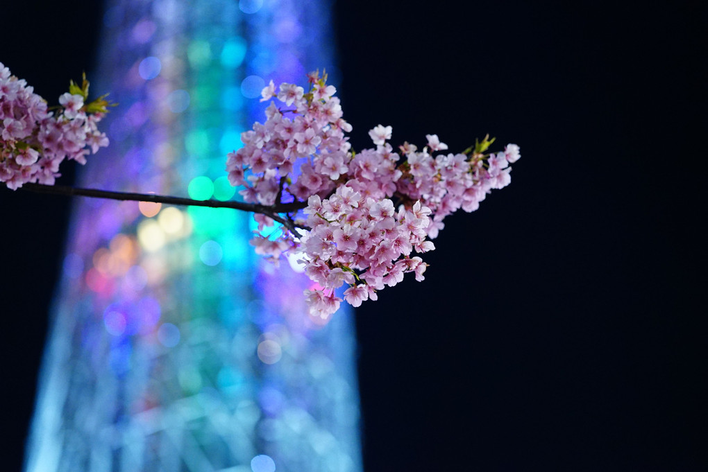ピンクの花園/東京スカイツリー:虹色✨コラボ饗宴✨ひな祭り_α7s手持ち撮影