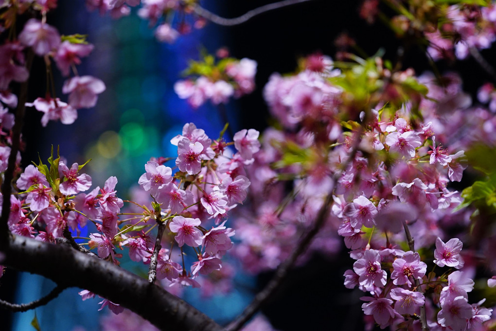 ピンクの花園/東京スカイツリー:虹色✨コラボ饗宴✨ひな祭り_α7s手持ち撮影