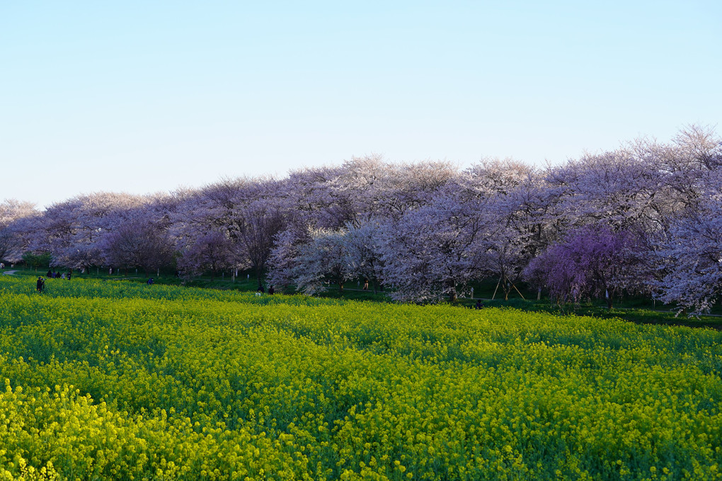 桜色を撮る🌸ピンクのトンネル🌸感動桜への憧れ✨