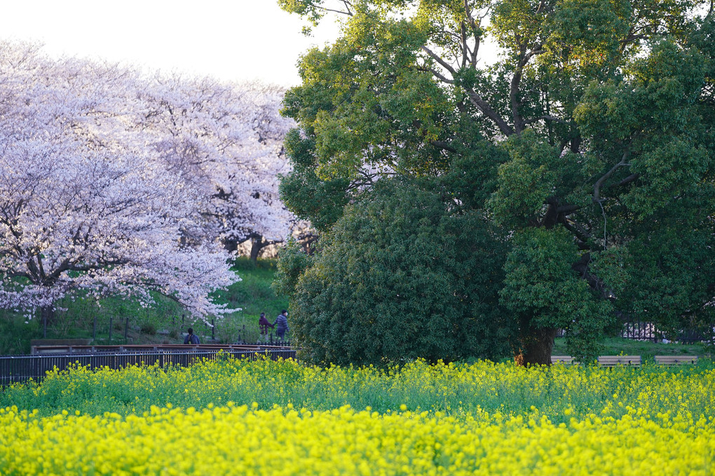 桜色を撮る🌸ピンクのトンネル🌸感動桜への憧れ✨