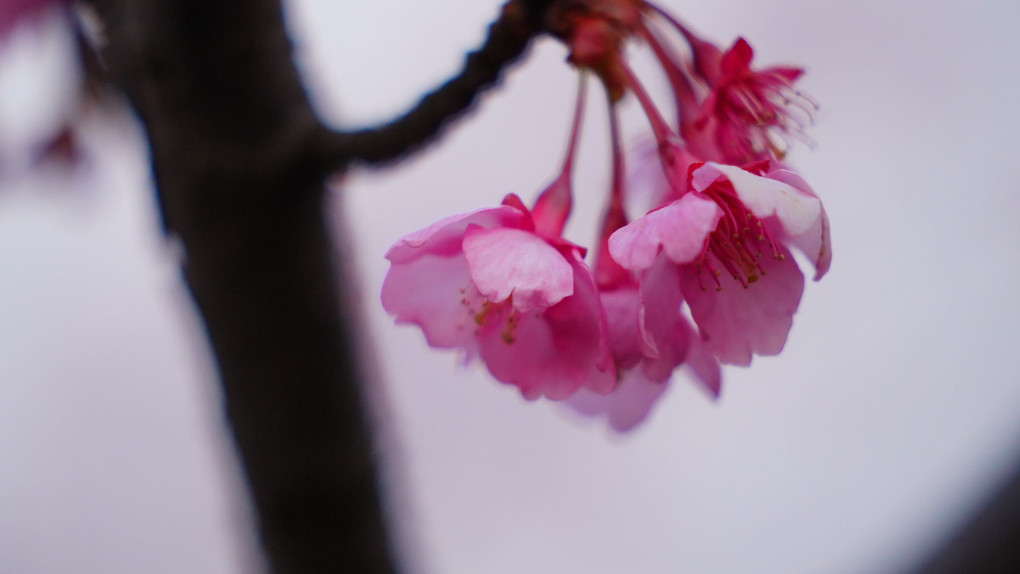 ピンクの舞💖/河津桜咲き始め