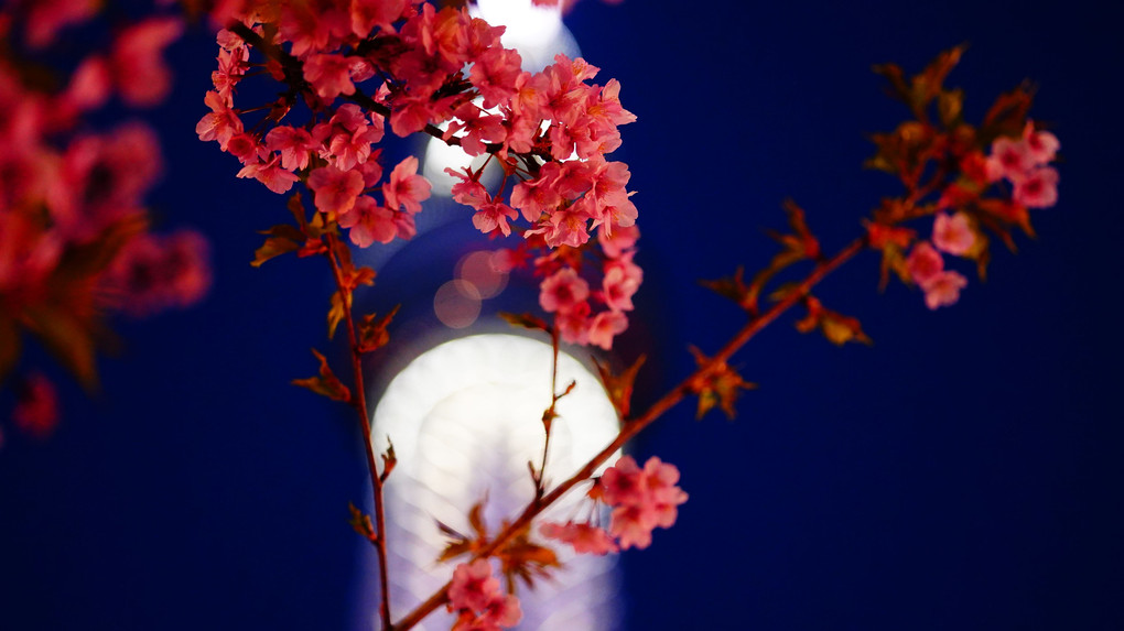 満月💛スノームーン:河津桜/ピンクの安らぎ💖