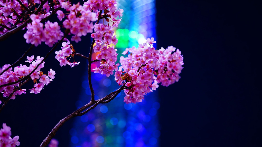 満月💛スノームーン:河津桜/ピンクの安らぎ💖