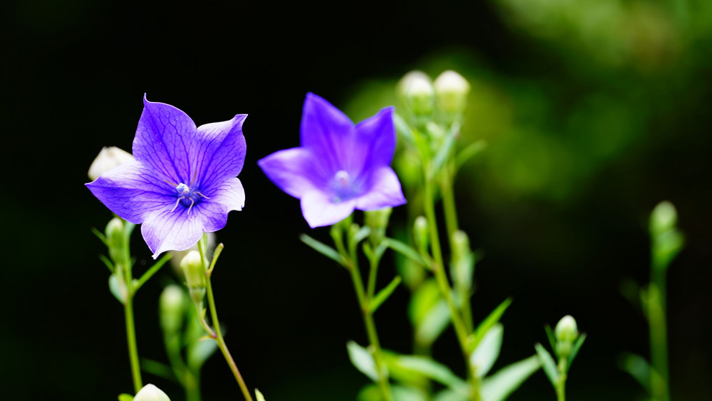 桔梗の花言葉は誠実 五輪だけ開花 小石川後楽園 Jamesさん Acafe Aの写真投稿サイト ソニー 桔梗の花言葉は誠実 五輪だけ開花 小石川後楽園 Jamesさん Acafe Aの写真投稿サイト ソニー
