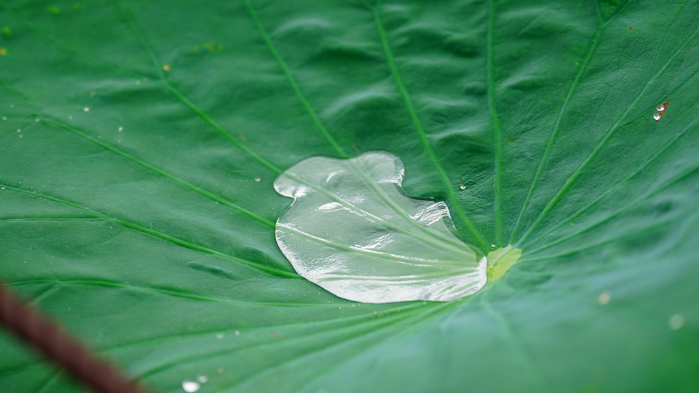 α7III:古代蓮の里2021彩💖雫編💧