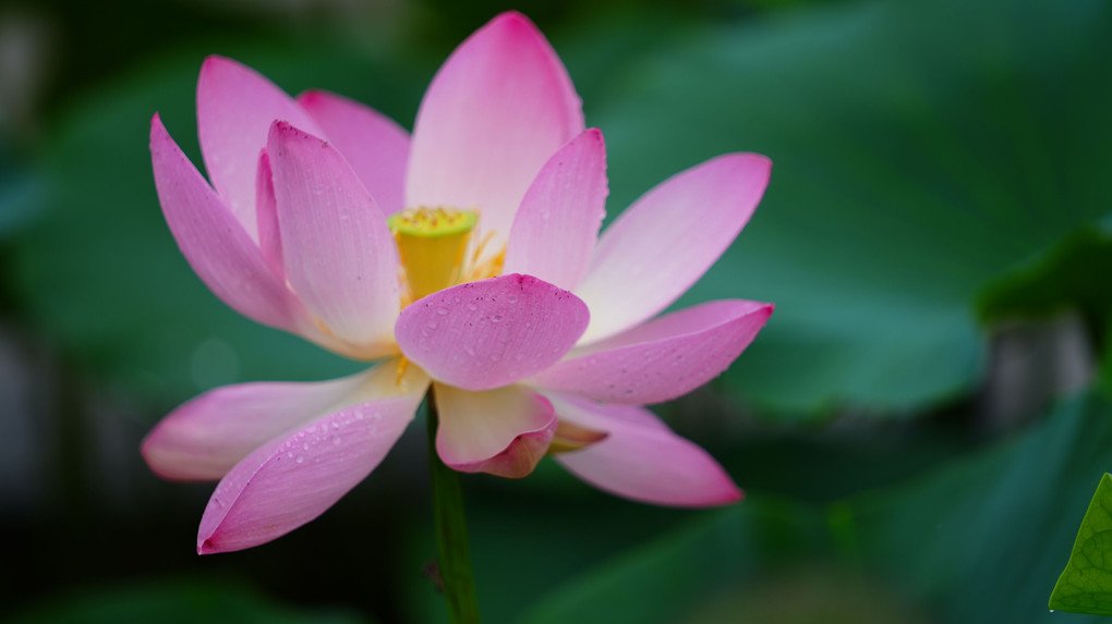 α7SIII:古代蓮の里2021彩💖ピンクの花園💧