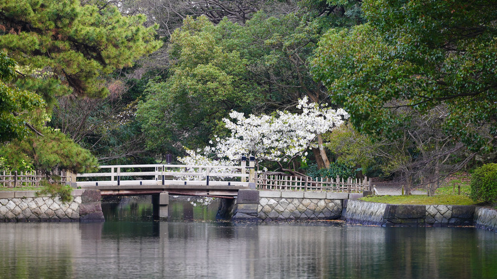 浜離宮桜乱舞2022/菜の花コラボ