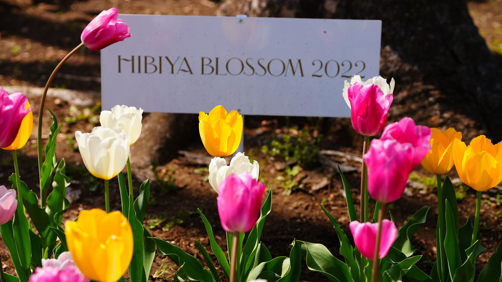 春爛漫チューリップ🌷ネモフィラブルーの漂い/HIBIYA BLOSSOM 2022