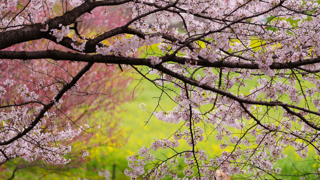 権現堂桜は見ごろ過ぎながら、一部エリアが綺麗！