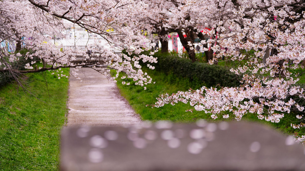 権現堂桜は見ごろ過ぎながら、一部エリアが綺麗！