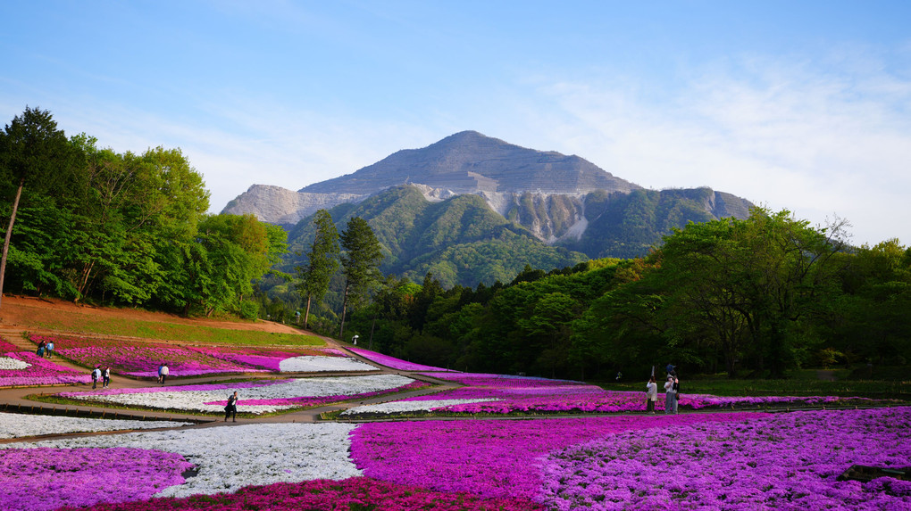 羊山公園の芝桜/ピンクの絨毯に再感動 #カレンダー2024