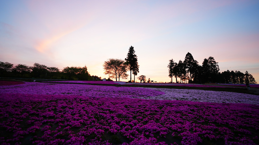 羊山公園の芝桜/ピンクの絨毯に再感動 #カレンダー2024