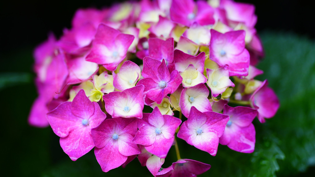 雫で瑞々しい紫陽花等が、自宅付近に咲き誇る