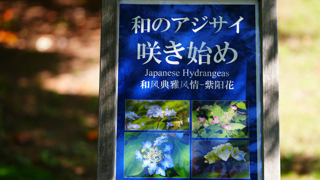 六義園で、さつきと和のあじさいを楽しむ！