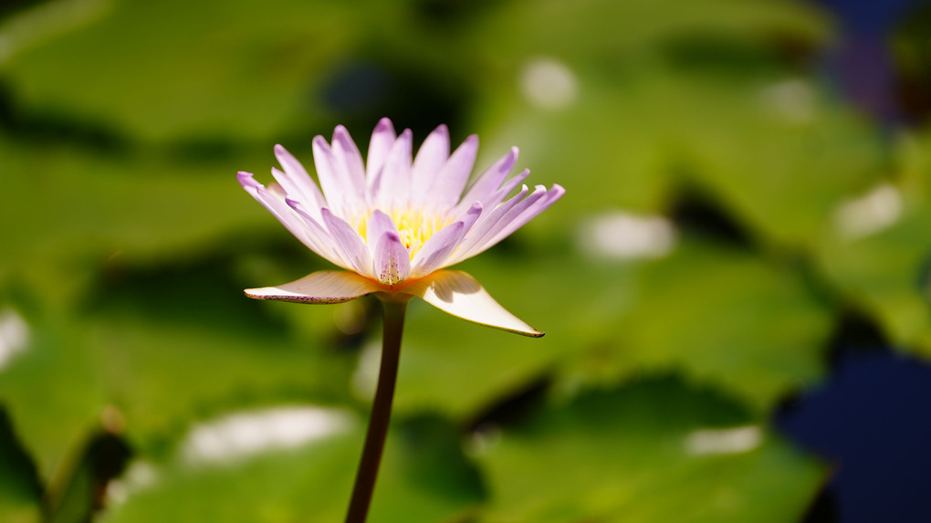 花手水/水辺に浮かぶ妖精たち：初秋編