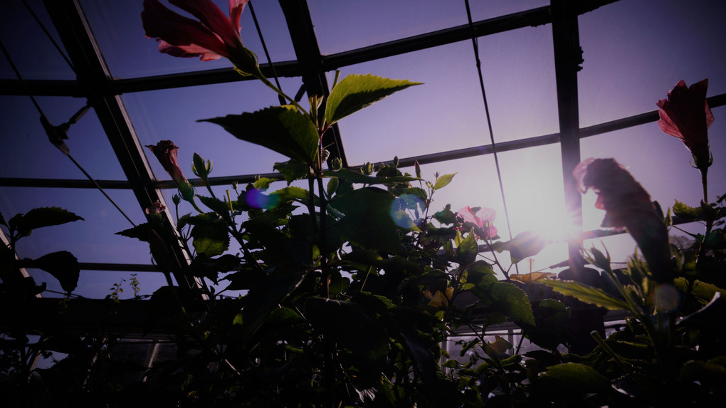 大船植物園から奏でる花々