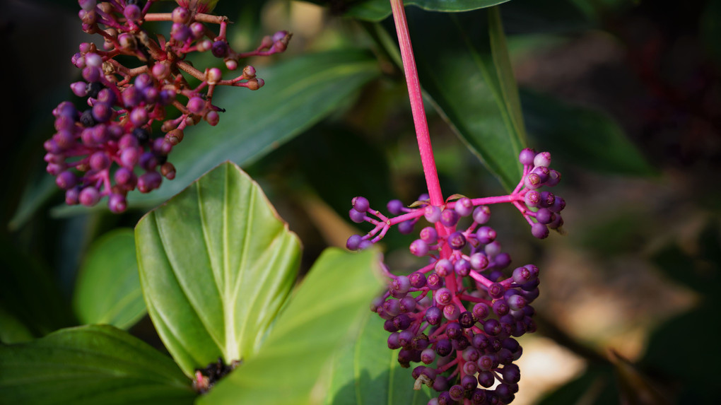 大船植物園から奏でる花々