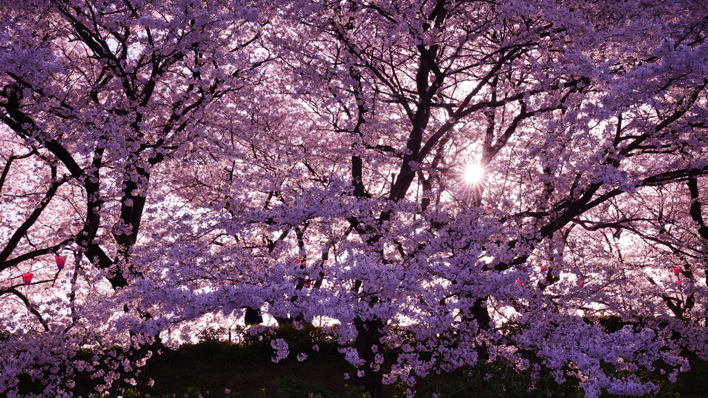 権現堂公園桜満開に萌え/菜の花コラボ