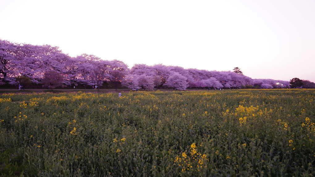 権現堂公園桜満開に萌え/菜の花コラボ