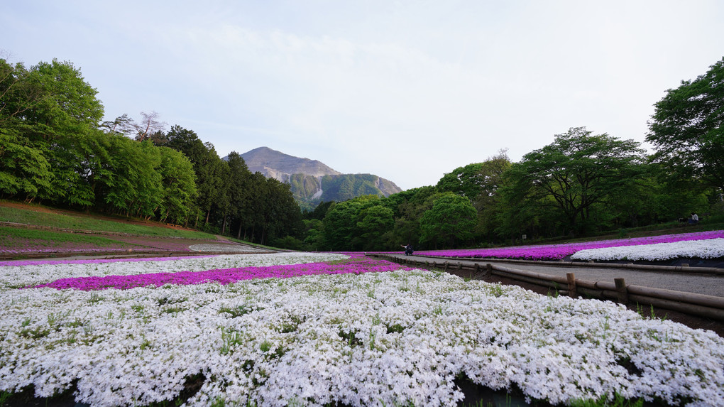 Moss Pinkの絨毯/羊山公園:花のメロディ