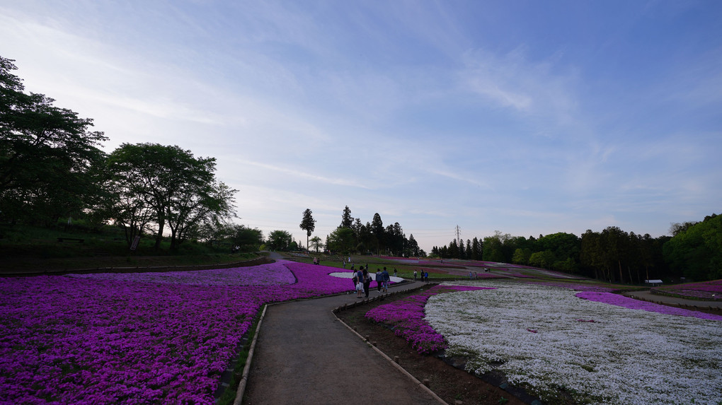 Moss Pinkの絨毯/羊山公園:花のメロディ