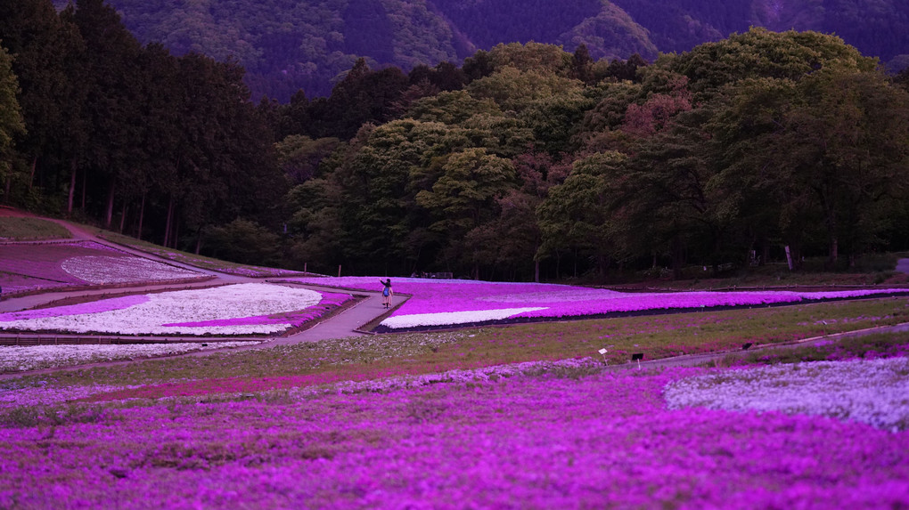 Moss Pinkの絨毯/羊山公園:花のメロディ