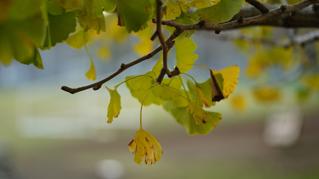 黄色の絨毯/イチョウ並木を初訪問_晩秋の散歩道