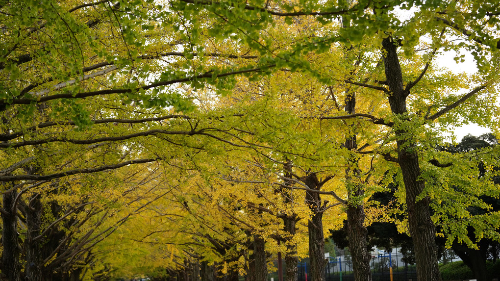 黄色の絨毯/イチョウ並木を初訪問_晩秋の散歩道