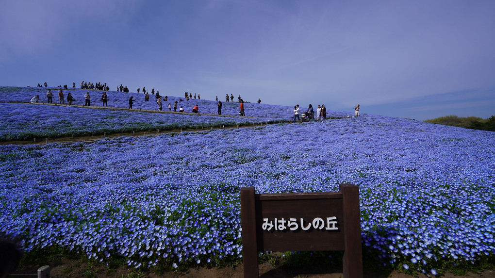 ひたち海浜公園のネモフィラブルー・オーシャン・オアシス:天空の楽園