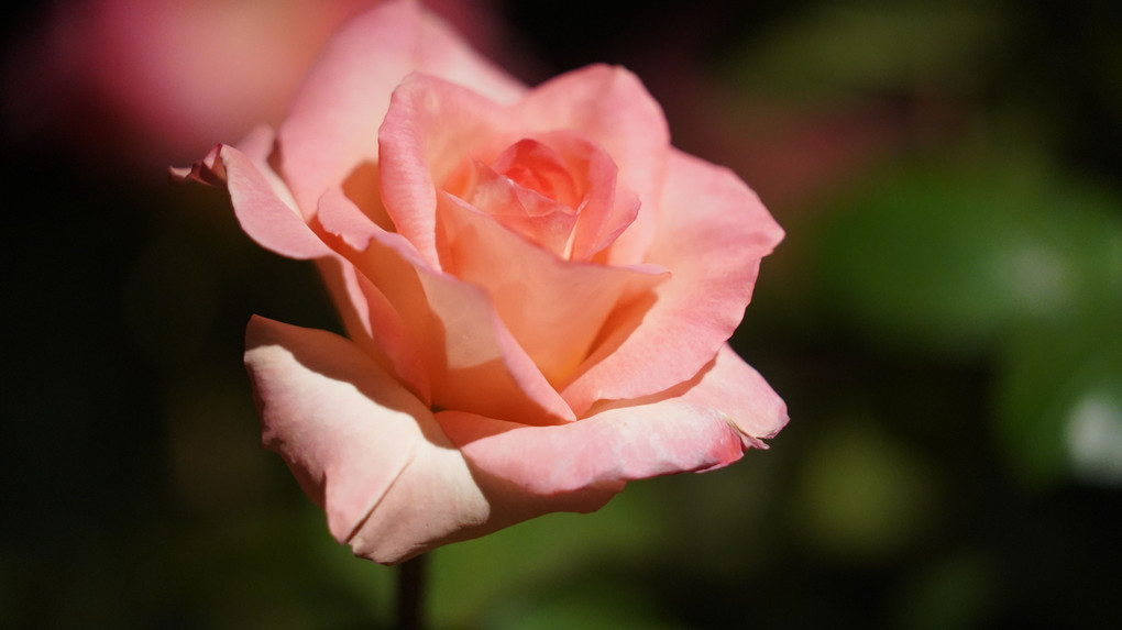 旧古河庭園の春バラ2019:上品で優雅な香り、華麗なプロムナード/艶舞曲