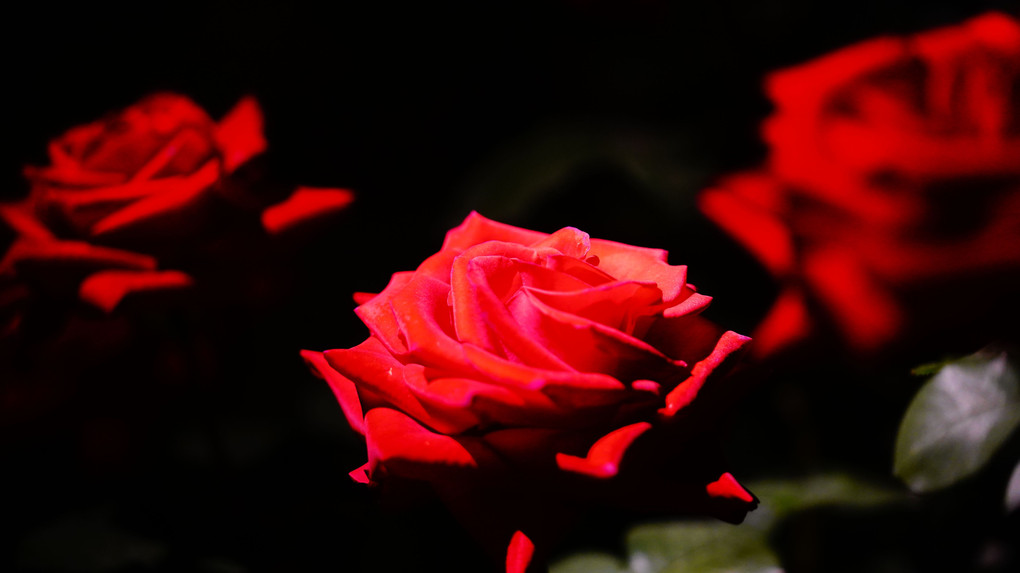 旧古河庭園の春バラ2019:上品で優雅な香り、華麗なプロムナード/艶舞曲