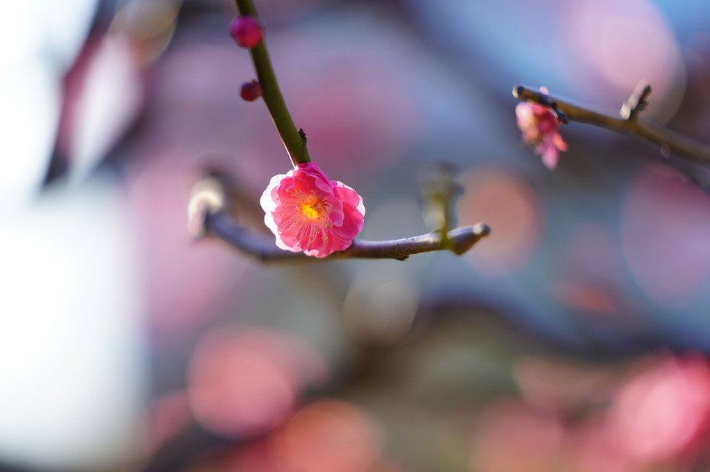 浜離宮恩賜庭園:黄色の絨毯とピンクの香り_春の彩