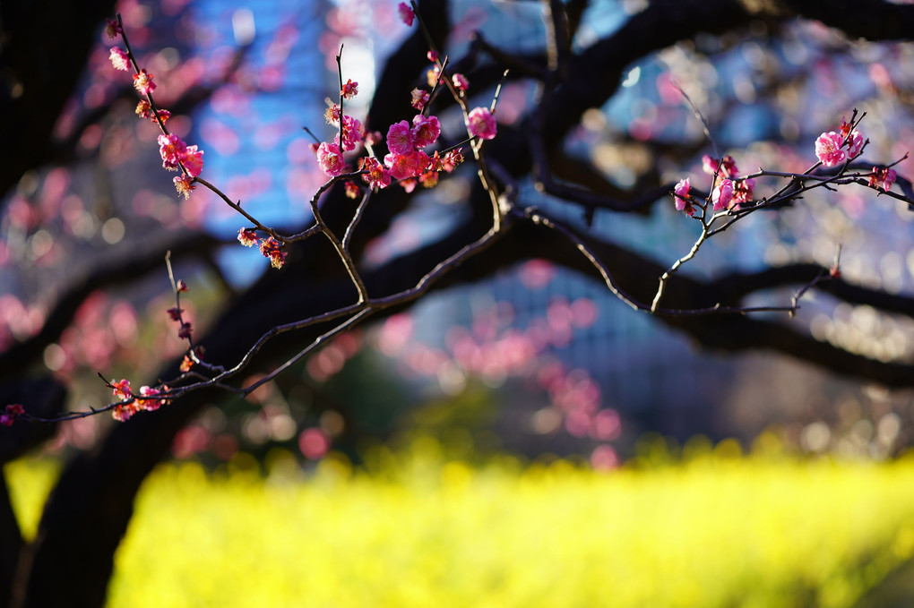 浜離宮恩賜庭園:黄色の絨毯とピンクの香り_春の彩