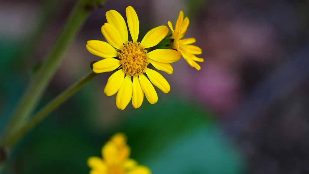 秋の花:可愛い黄色・ビタミンカラー