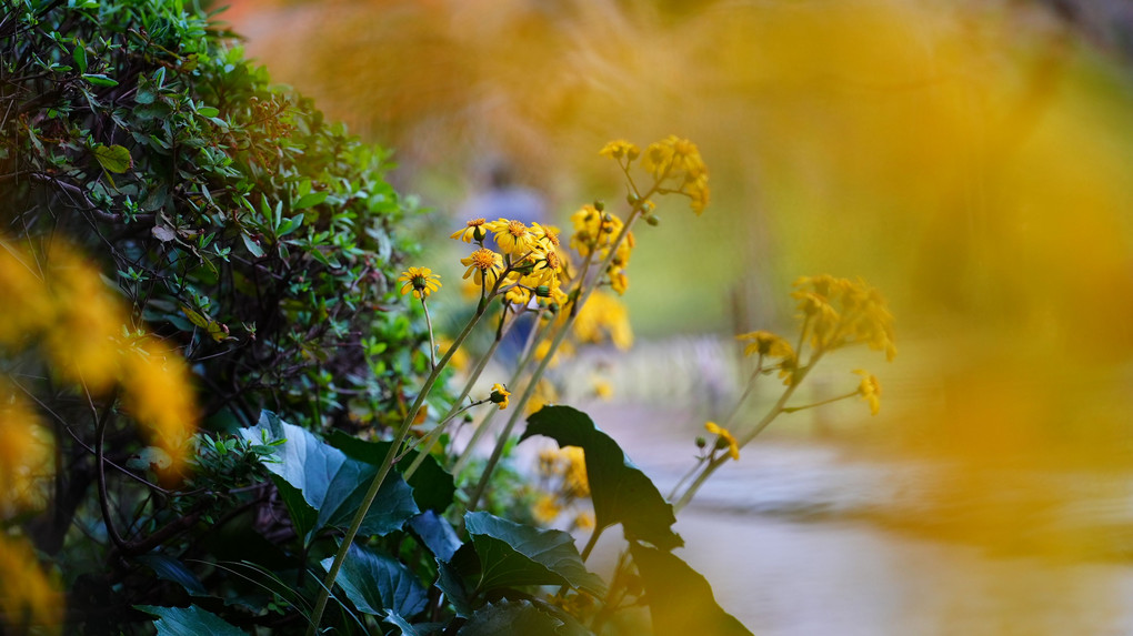 秋の花:可愛い黄色・ビタミンカラー