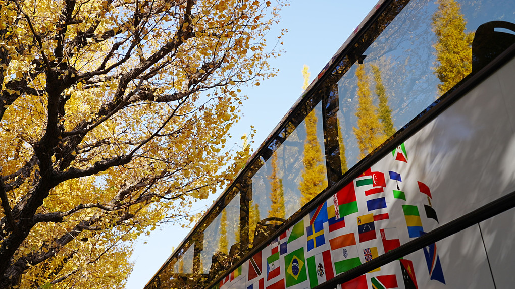 神宮前イチョウ並木黄葉2021:オープントップバス初撮影に高揚